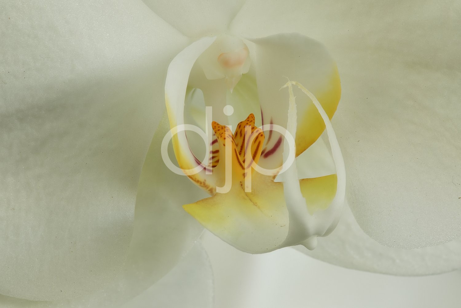 focus stacking, orchid, pink, quarantine, white, yellow, flower