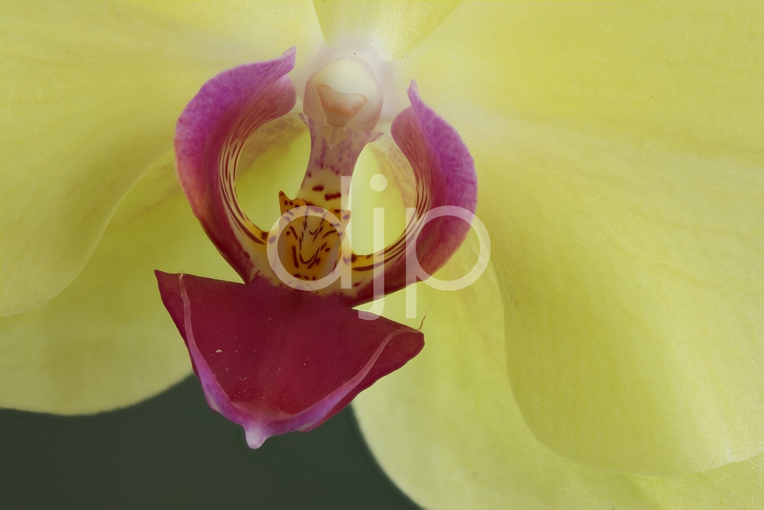 macro, orchid, pink, quarantine, white, yellow, focus stacking