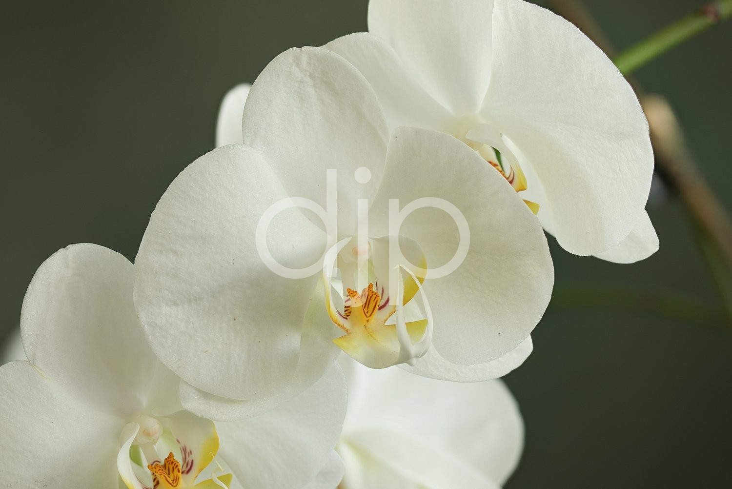 focus stacking, orchid, orchids, pink, quarantine, white, yellow, flower
