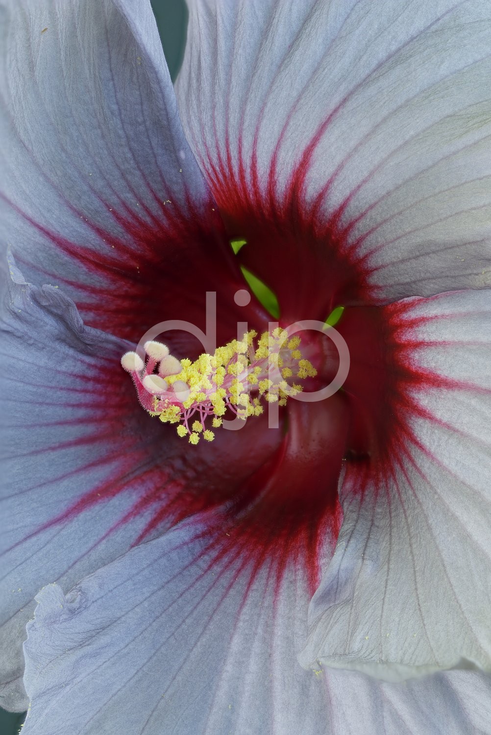 flower, focus stacking, hibiscus, quarantine, red, white, yellow, blue