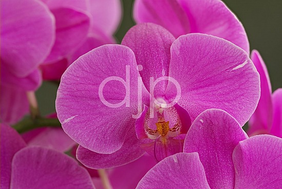 flowers, focus stacking, macro, orchid, orchids, pink, quarantine, white, yellow, flower