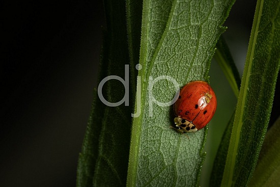 Sugar Land, djonesphoto, excursions with djp, green, ladybug, macro, personal, quarantine, red, D Jones Photography