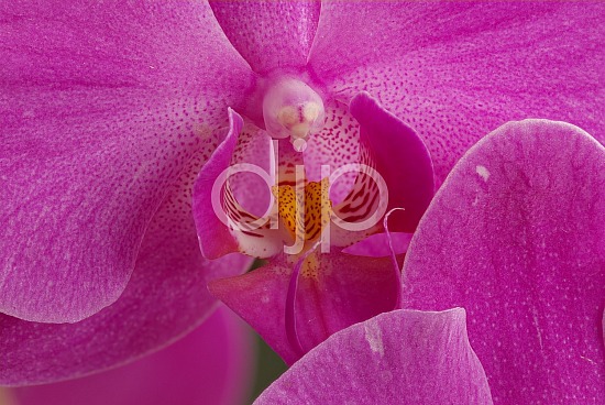 focus stacking, macro, orchid, pink, quarantine, white, yellow, flower