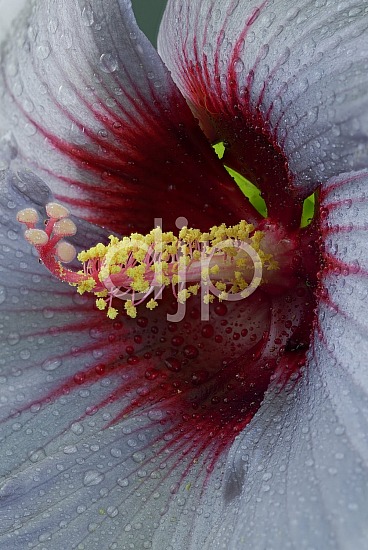 flower, focus stacking, hibiscus, macro, quarantine, red, yellow, blue