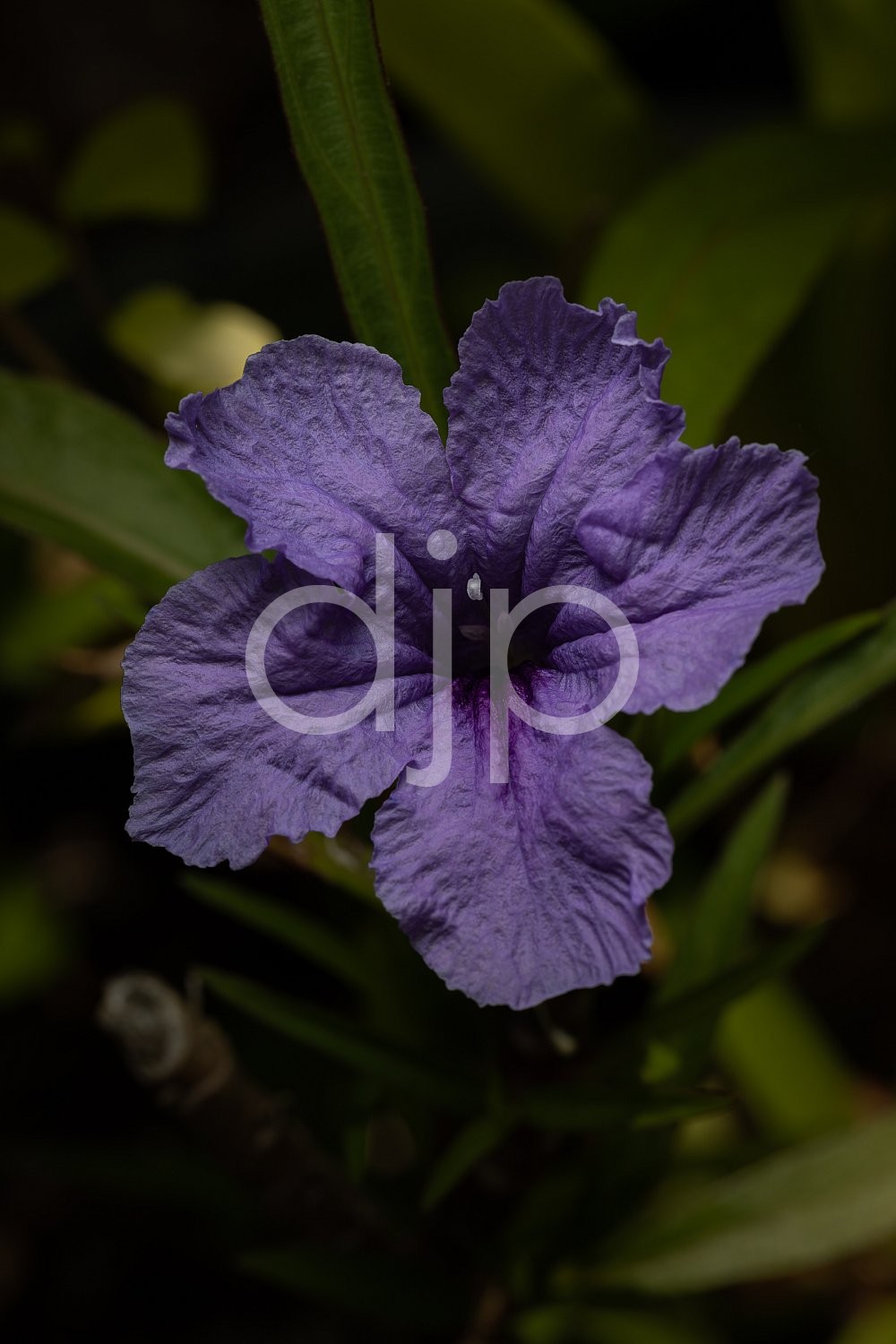 Sugar Land, djonesphoto, excursions with djp, flower, green, macro, personal, purple, quarantine, D Jones Photography