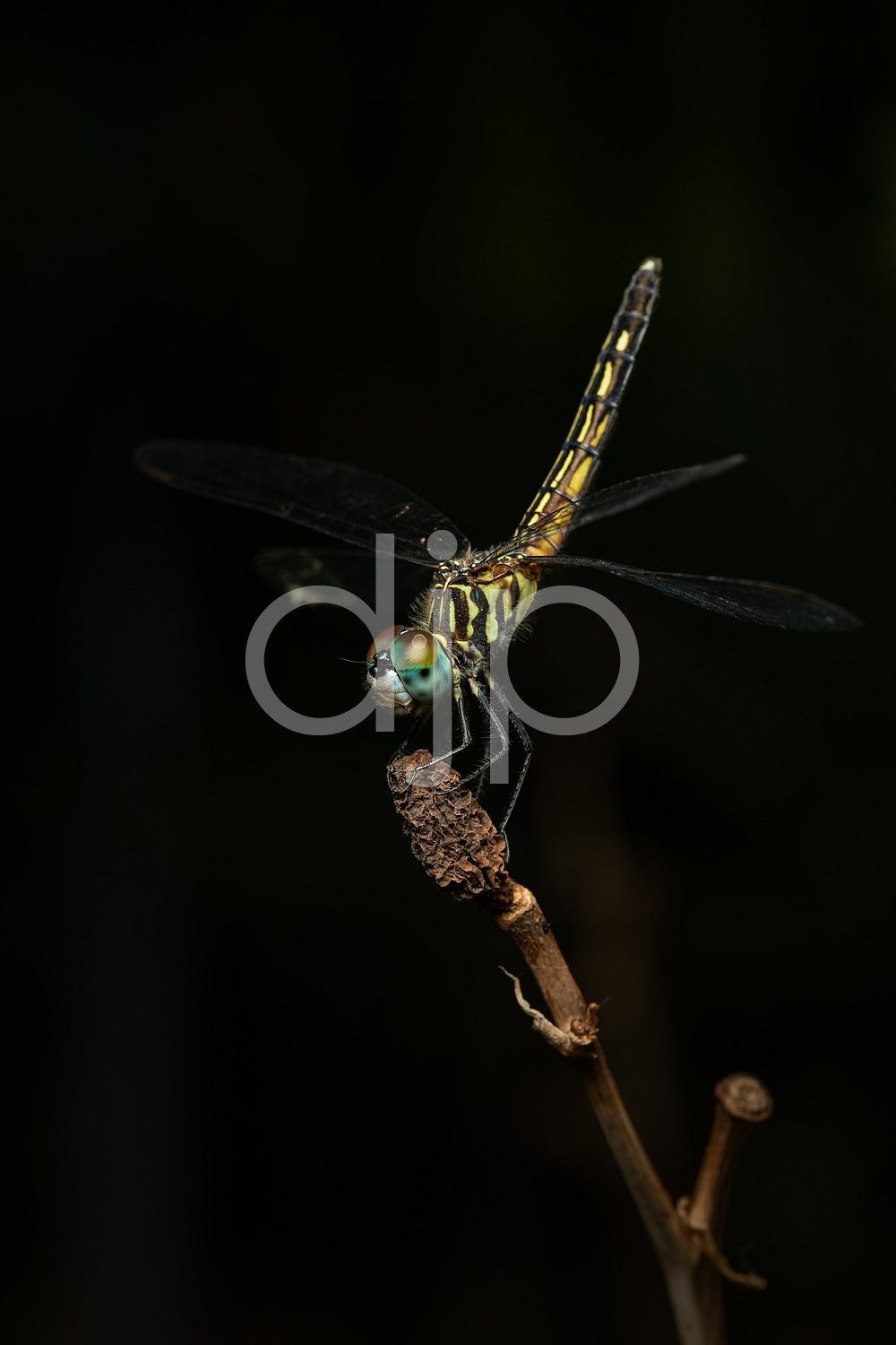 D Jones Photography, Sugar Land, black, blue, djonesphoto, dragonfly, excursions with djp, macro, personal, quarantine, white, yellow, assassin bug