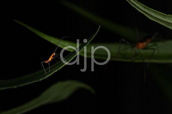 D Jones Photography, Sugar Land, black, djonesphoto, excursions with djp, green, macro, orange, personal, quarantine, assassin bug