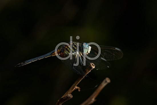 D Jones Photography, Sugar Land, blue, djonesphoto, dragonfly, excursions with djp, green, macro, personal, quarantine, white, black