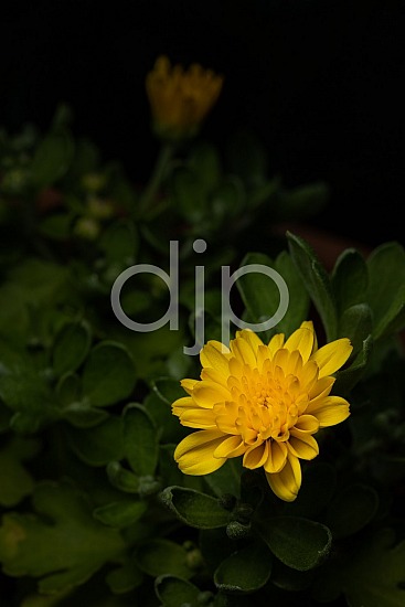 Sugar Land, djonesphoto, excursions with djp, flower, green, macro, personal, quarantine, yellow, D Jones Photography
