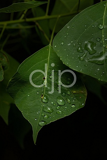 Sugar Land, djonesphoto, droplets, excursions with djp, green, macro, personal, quarantine, water, D Jones Photography