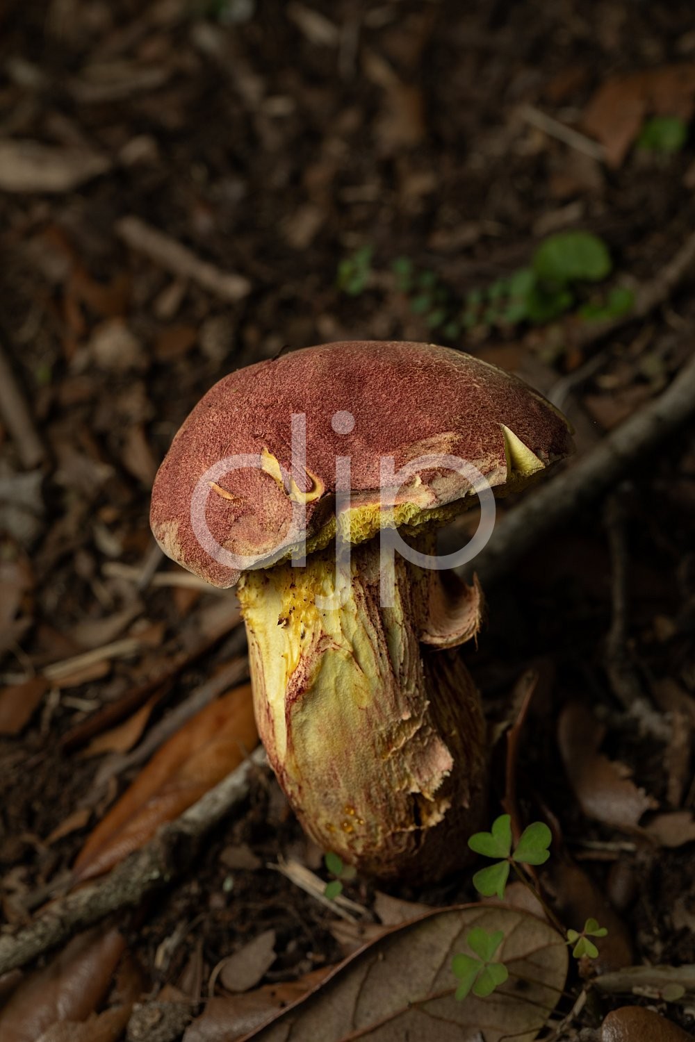 D Jones Photography, Sugar Land, djonesphoto, excursions with djp, fungi, macro, mushrooms, personal, quarantine, red, yellow, brown