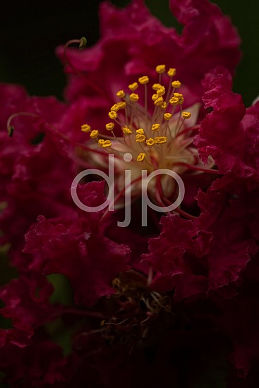 D Jones Photography, Sugar Land, djonesphoto, excursions with djp, flower, macro, personal, pink, quarantine, white, yellow, Bougainvilleas