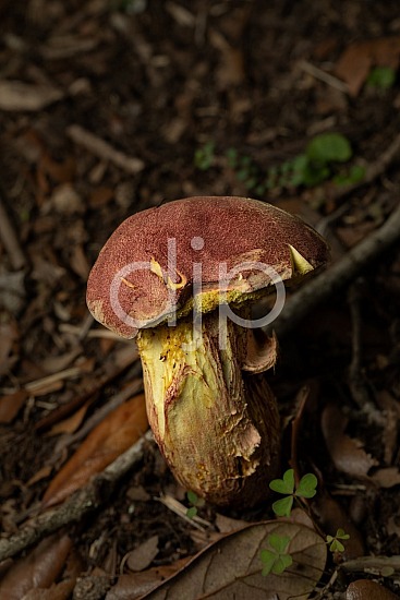 D Jones Photography, Sugar Land, djonesphoto, excursions with djp, fungi, macro, mushrooms, personal, quarantine, red, yellow, brown