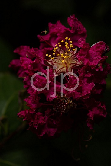 D Jones Photography, Sugar Land, djonesphoto, excursions with djp, flower, macro, personal, pink, quarantine, white, yellow, Bougainvilleas