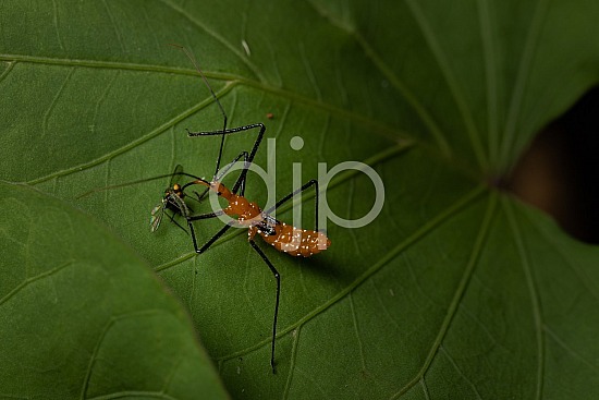 D Jones Photography, Sugar Land, black, djonesphoto, excursions with djp, fly, green, macro, personal, quarantine, assassin bug