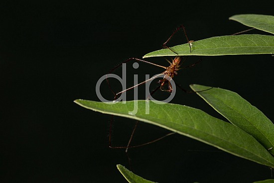 D Jones Photography, Sugar Land, djonesphoto, excursions with djp, macro, personal, quarantine, spider, brown