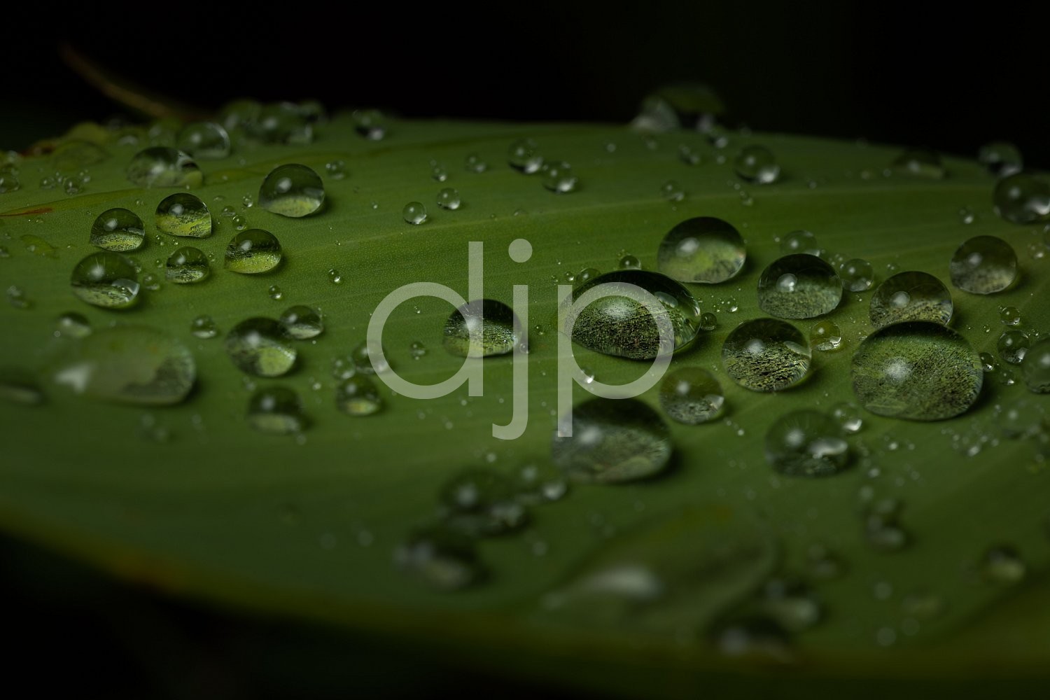 Sugar Land, djonesphoto, droplets, excursions with djp, green, leaf, macro, personal, quarantine, water, D Jones Photography