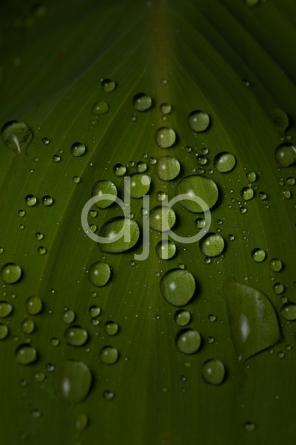 Sugar Land, djonesphoto, droplets, excursions with djp, green, leaf, macro, personal, quarantine, D Jones Photography