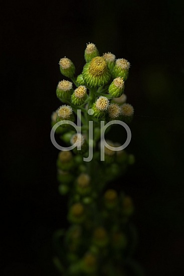 Sugar Land, djonesphoto, excursions with djp, flower, green, macro, personal, quarantine, white, yellow, D Jones Photography