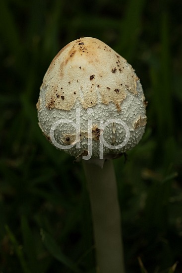 Sugar Land, djonesphoto, excursions with djp, fungi, macro, mushrooms, personal, quarantine, white, D Jones Photography