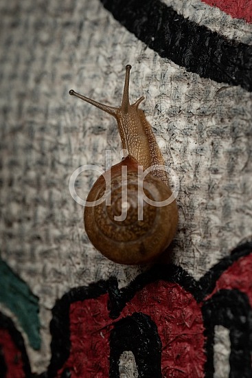 D Jones Photography, Sugar Land, djonesphoto, excursions with djp, macro, personal, quarantine, snail, brown