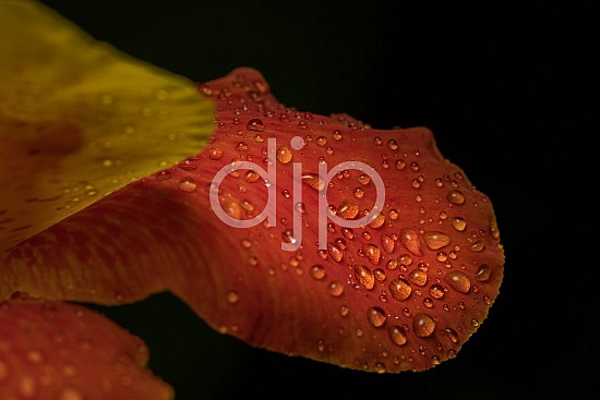 D Jones Photography, Sugar Land, djonesphoto, droplets, excursions with djp, flower, leaf, macro, orange, personal, quarantine, yellow, canna lily