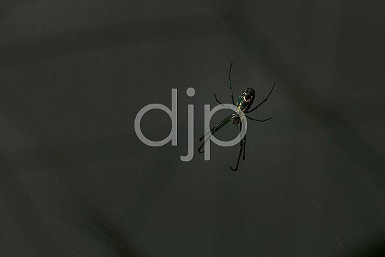 D Jones Photography, Sugar Land, djonesphoto, excursions with djp, green, macro, personal, quarantine, spider, spiderweb, yellow, black