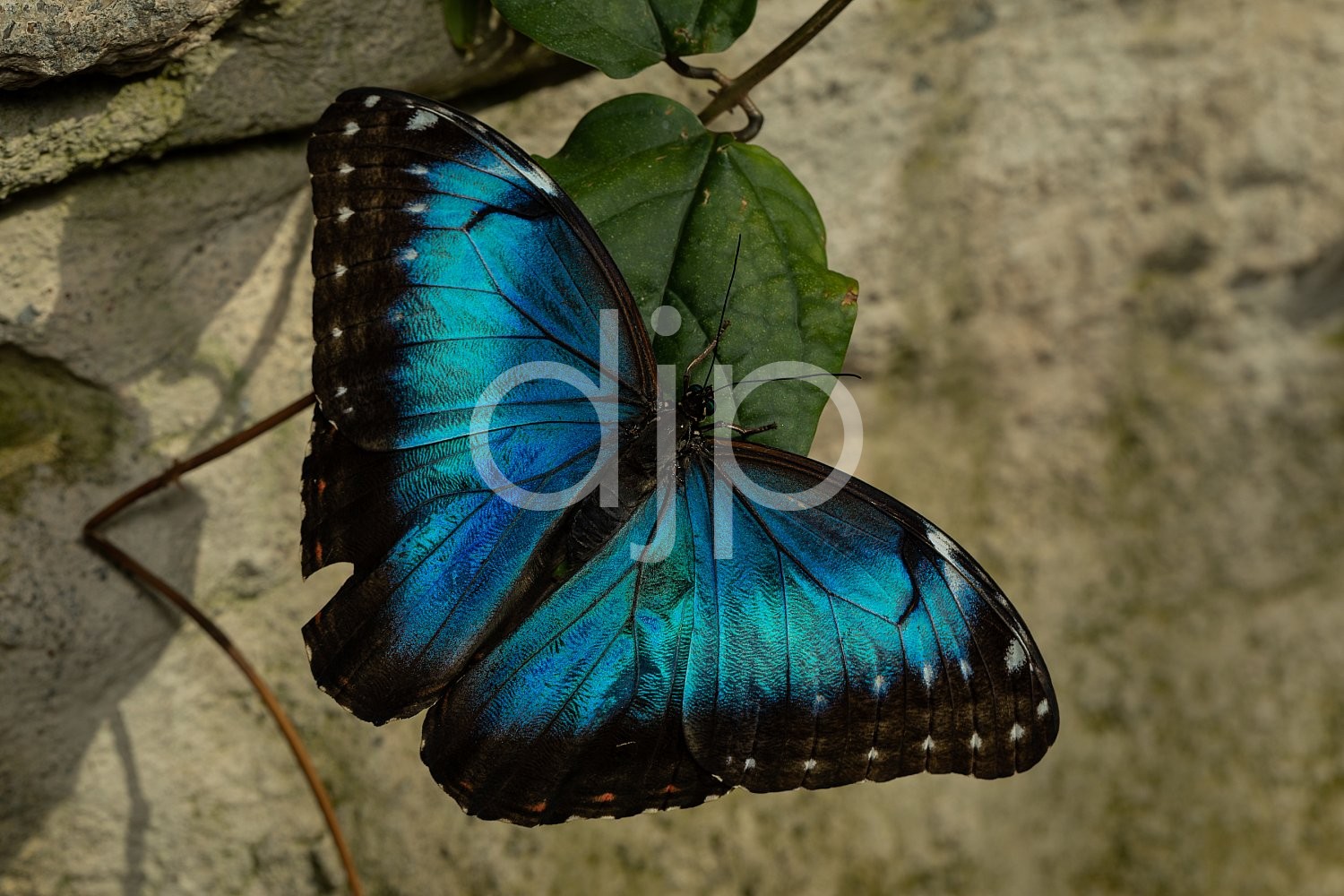 Butterfly Exhibit, D Jones Photography, HMNS, Houston Museum of Natural Science, blue, butterfly, djonesphoto, macro, quarantine, black
