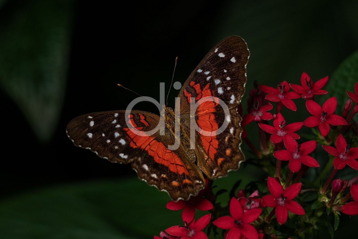 Butterfly Exhibit, D Jones Photography, HMNS, Houston Museum of Natural Science, brown, butterfly, djonesphoto, macro, orange, quarantine, white, black