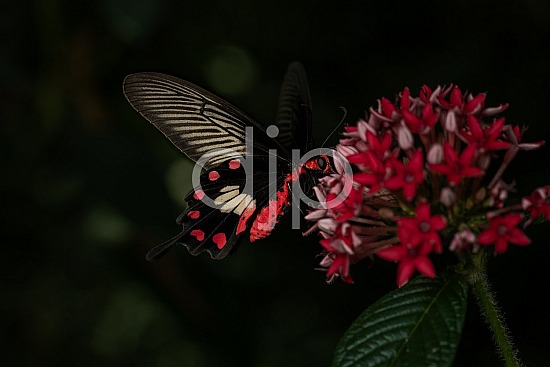 Butterfly Exhibit, D Jones Photography, HMNS, Houston Museum of Natural Science, butterfly, djonesphoto, macro, white, black