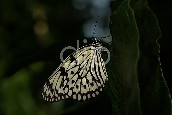 Butterfly Exhibit, D Jones Photography, HMNS, Houston Museum of Natural Science, butterfly, djonesphoto, macro, quarantine, white, black