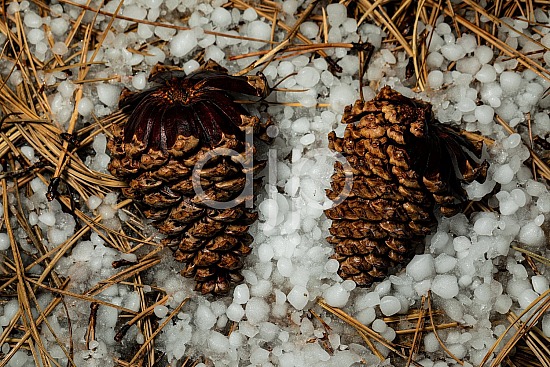 D Jones Photography, New Mexico, Santa Fe National Forest, djonesphoto, excursions with djp, hail, nm, pinecone, quarantine, white, brown