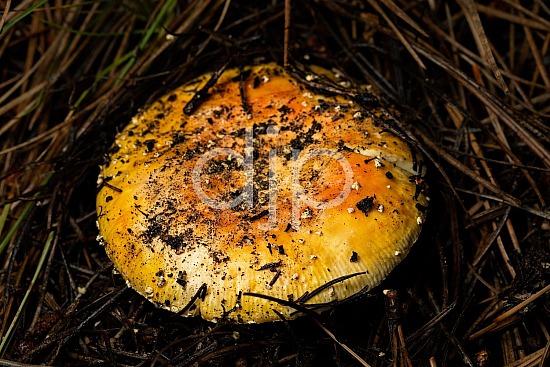 D Jones Photography, New Mexico, Santa Fe National Forest, djonesphoto, excursions with djp, fungi, macro, mushroom, nm, orange, quarantine, yellow, brown