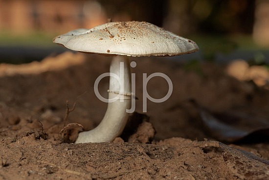 D Jones Photography, Sugar Land, brown, djonesphoto, excursions with djp, fungi, macro, mushrooms, personal, quarantine, white, Borden Street