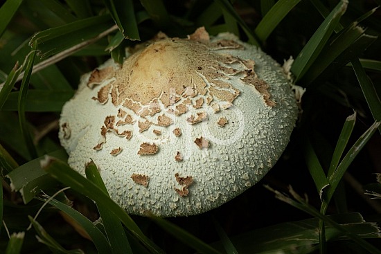Fungi Cap