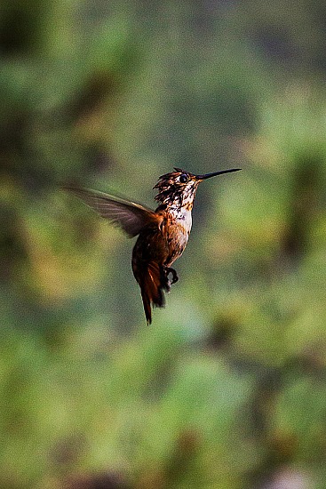Hummingbird Headshots