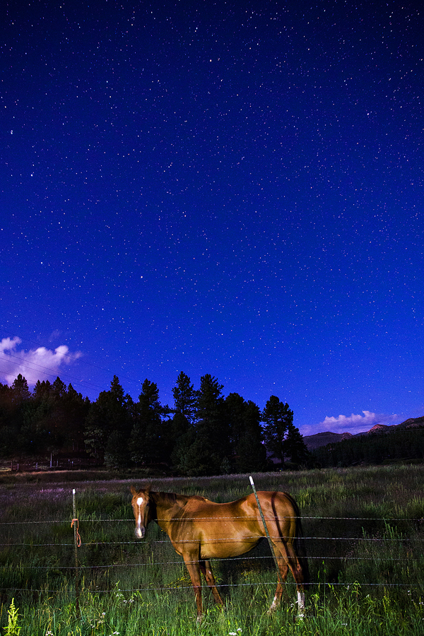 A Midnight Startle D Jones Photography,Milky Way,New Mexico,Santa Fe National Forest,djonesphoto,hummingbirds,night shot,painting with light,