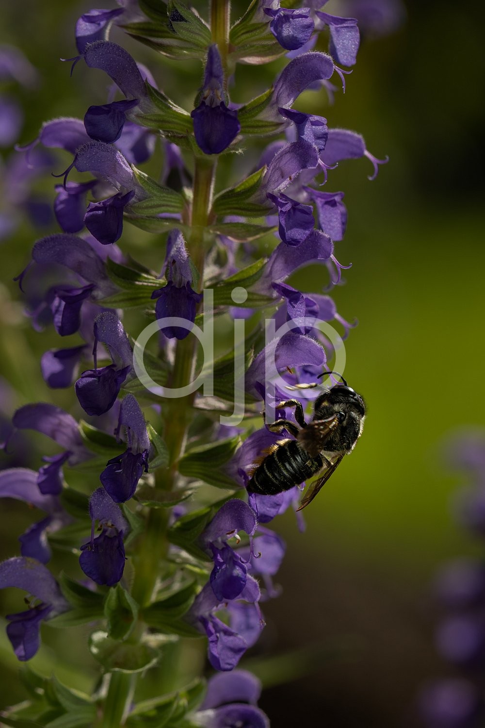 Salvia with Carpenter Bee