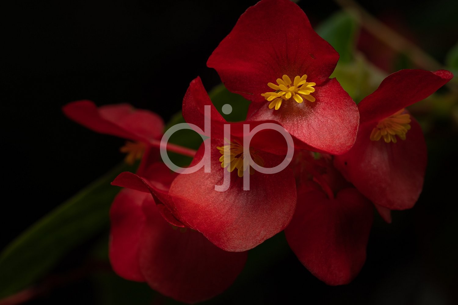 D Jones Photography, Sugar Land, djonesphoto, flowers, macro, personal, red, yellow, Borden Street Studio