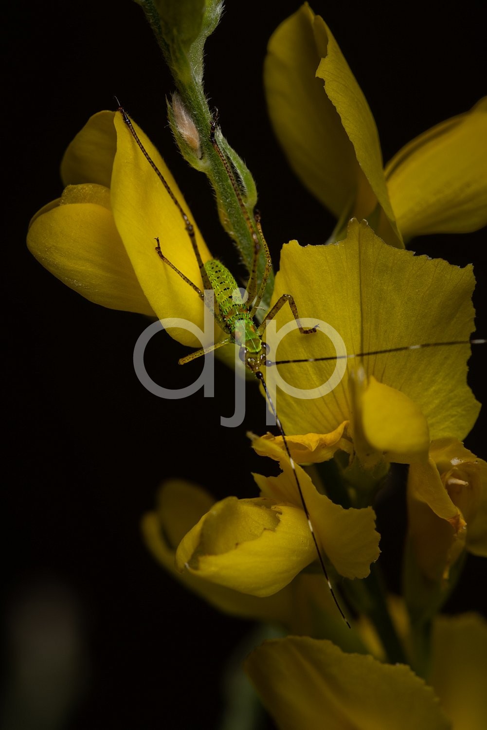 D Jones Photography, Sugar Land, djonesphoto, flower, flowers, green, macro, personal, yellow, Borden Street Studio