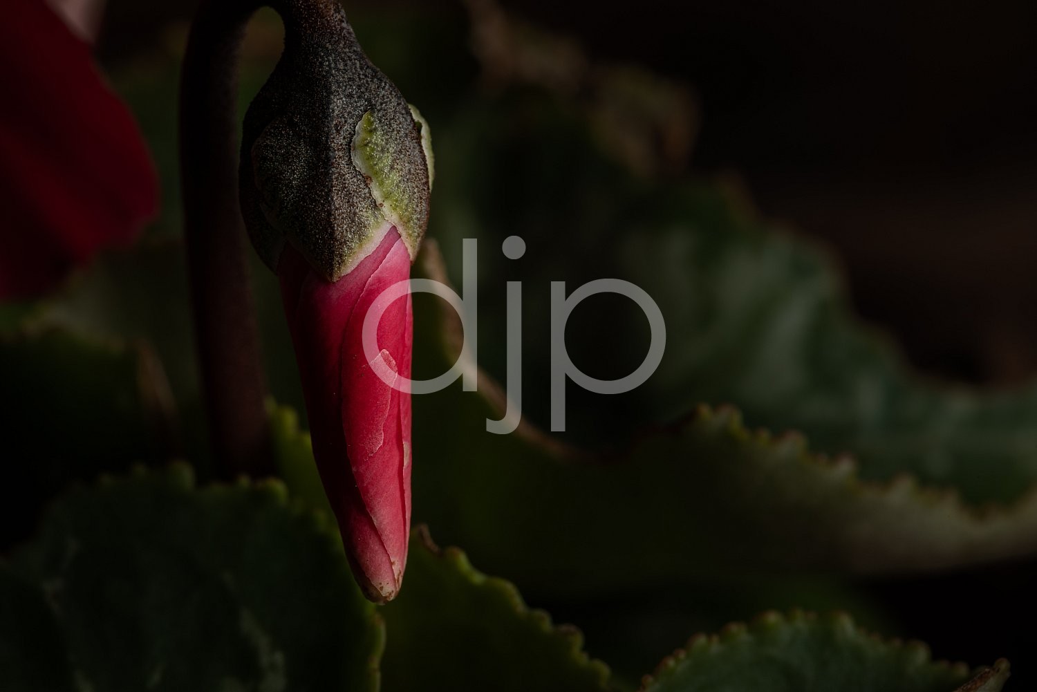 D Jones Photography, Sugar Land, djonesphoto, flower, flowers, green, macro, personal, red, Borden Street Studio