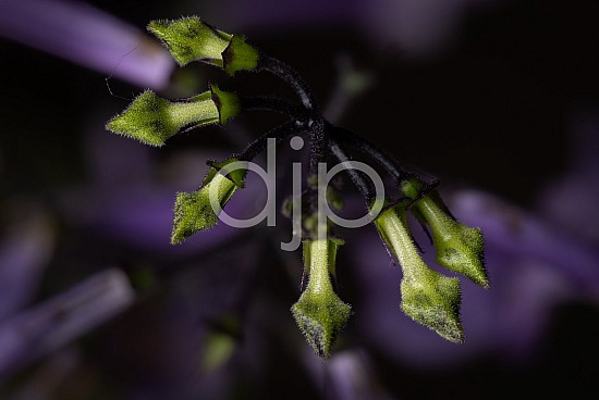 D Jones Photography, Sugar Land, djonesphoto, flower, flowers, green, macro, personal, purple, Borden Street Studio