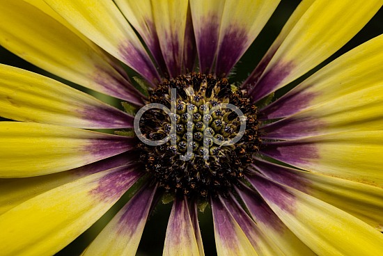 D Jones Photography, Sugar Land, djonesphoto, flowers, macro, personal, purple, yellow, Borden Street Studio