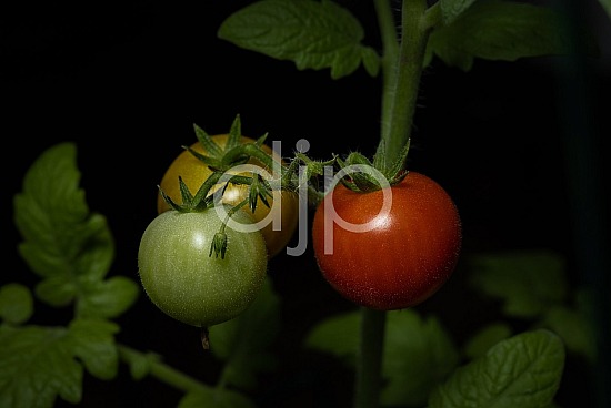 Tri-Color Cherry Tomatoes